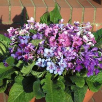 Стрептокарпус Рекс (королевский) (Streptocarpus rexii) Цветущий стрептокарпус Рекс