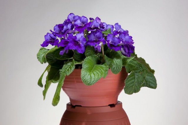Стрептокарпус (Streptocarpus) относится к одному семейству с сенполиями - Геснериевые Стрептокарпус в интерьере