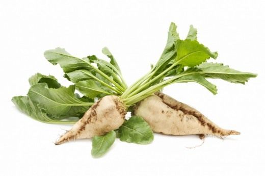 Выращивание сахарной свёклы на дачном участке и способы её переработки
