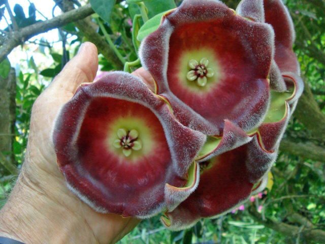 Гигантское Восковое Растение Цветки Hoya Lauterbachii крупным планом
