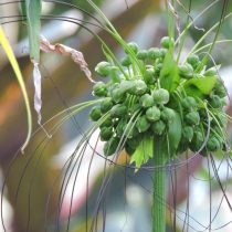 Такка перистонадрезанная (Tacca leontopetaloides) Такка перистонадрезанная в естественной среде