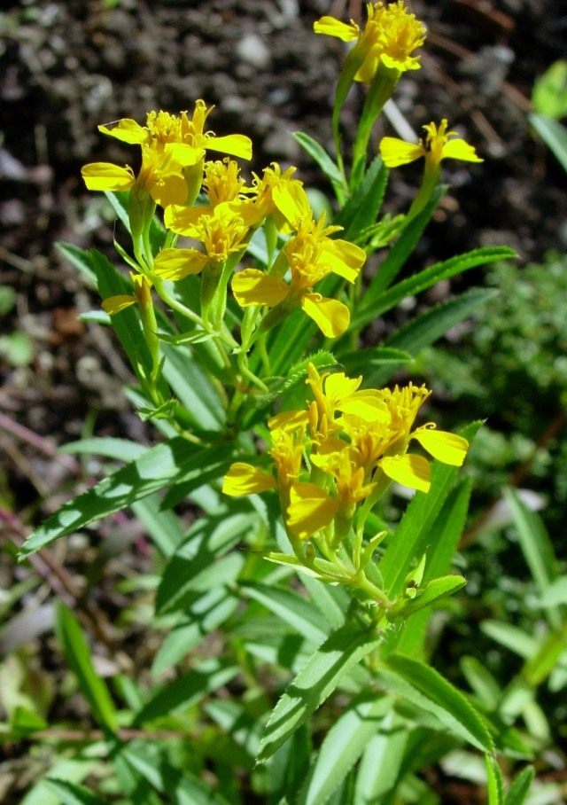 Gullayotgan estragon