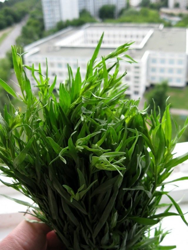 Tarragon yoki estragon yoki shuvoq (Artemisia dracunculus)