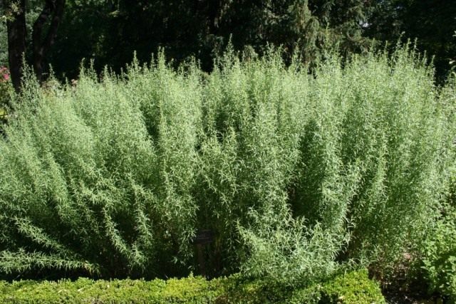 Tarragon yoki estragon yoki shuvoq (Artemisia dracunculus)