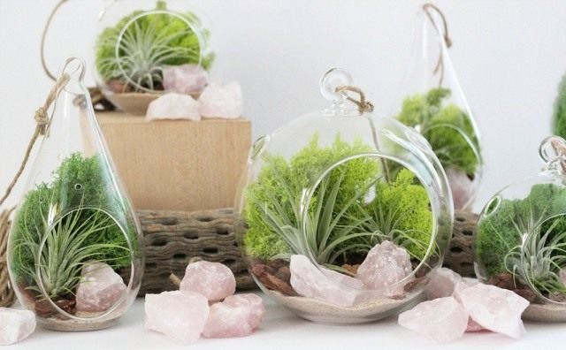 Как создать и оформить флорариум для растений в домашних условиях