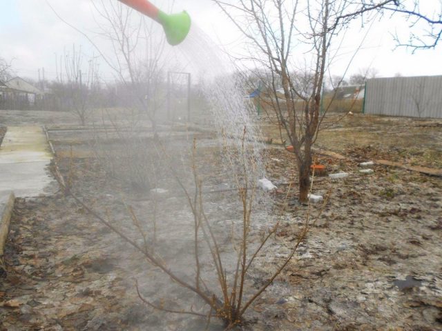Проливать смородину кипятком от тли нужно хорошо, до набухания почек, когда ещё есть ночные заморозки