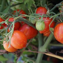 Томат «Гендольф Пестролистный» (Gandolf Variegated Tomato) Томат «Гендольф Пестролистный» (Gandolf Variegated Tomato)