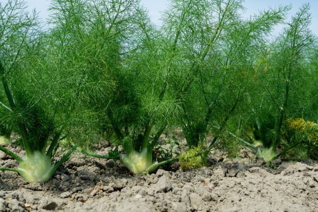 Фенхель аптечный, или обыкновенный (Foeniculum vulgare)