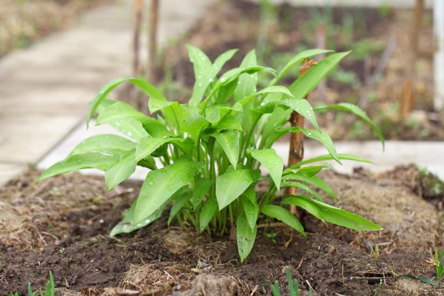 Медвежий лук (Allium ursinum)