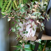 Традесканция приречная, или Флуминенсис (Tradescantia fluminensis), «Триколор» (Tricolor) Сорт традесканции Триколор с выраженными полосами