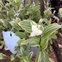 Традесканция приречная, или Флуминенсис (Tradescantia fluminensis), сорт «Альбовиттата» (Albovittata) Традесканция сорта Альбовиттата