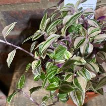 Традесканция приречная, или Флуминенсис (Tradescantia fluminensis), сорт «Квадриколор» (Quadricolor) Пестролистная форма традесканции Квадриколор