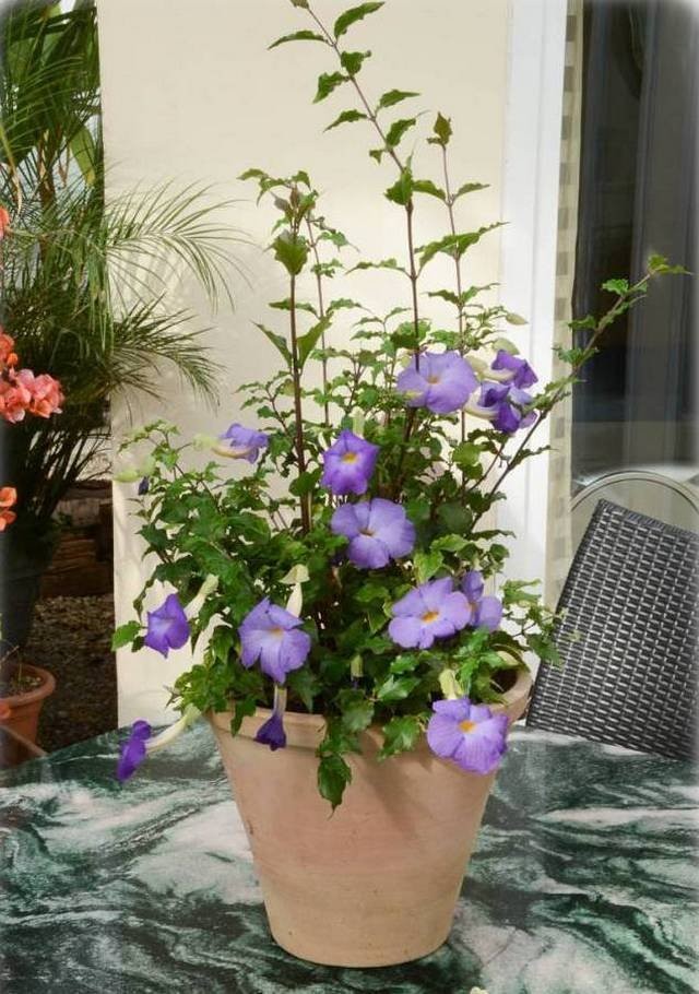 Тунбергия прямостоячая (Thunbergia erecta) Детальный вид листьев и цветков тунбергии прямостоячей