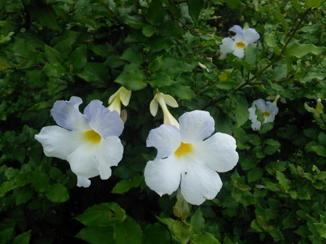 Тунбергия прямостоячая белоцветковая (Thunbergia erecta Alba) Белоцветковая форма тунбергии прямостоячей