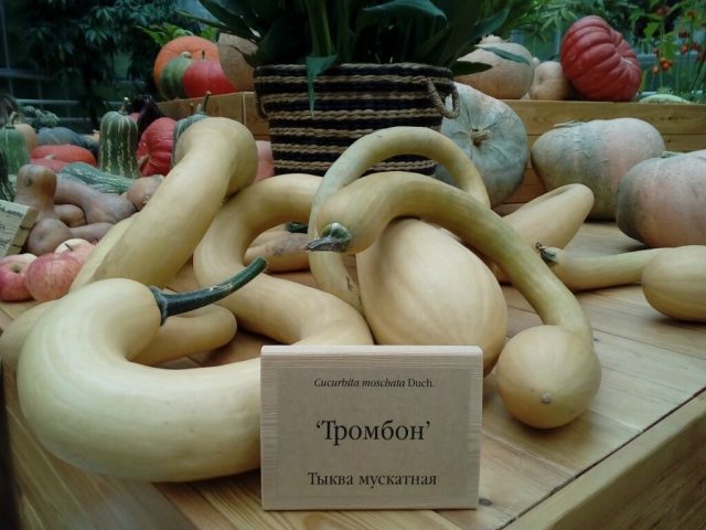 «Тромбон» или же «Тромбончино» — что это за овощ?
