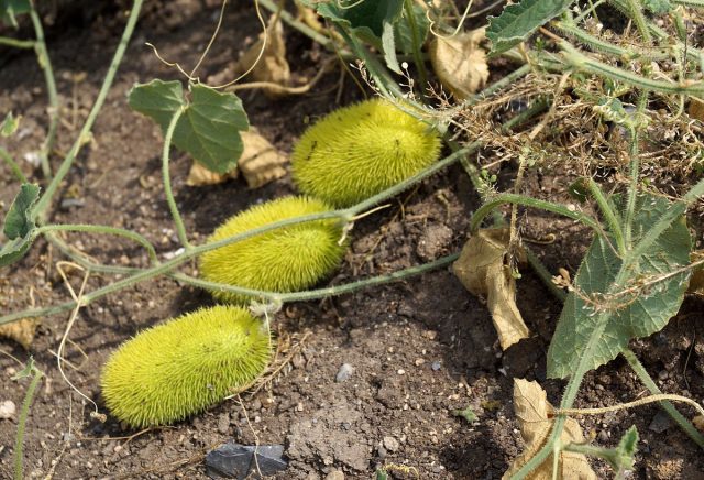 Огурец ворсянковый (Cucumis dipsaceus)