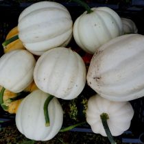 Тыква «Белый желудь» (White Acorn)