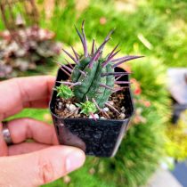 Молочай ужасный (Euphorbia ferox). Молочай ужасный