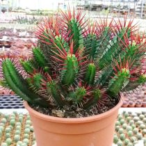 Молочай беловатый (Euphorbia enopla). Молочай беловатый