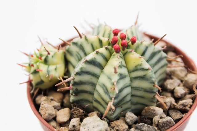 Молочай дыневидный (Euphorbia meloformis) - маленький, сантиметров десять во все стороны. Формирует округлую конструкцию с 8 или 10 рёбрами - дольками. Молочай дыневидный