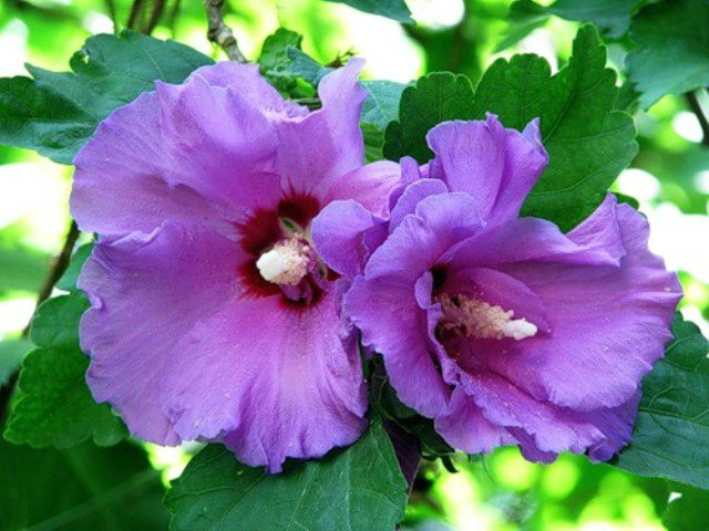 Красивый гибискус в ландшафтном дизайне