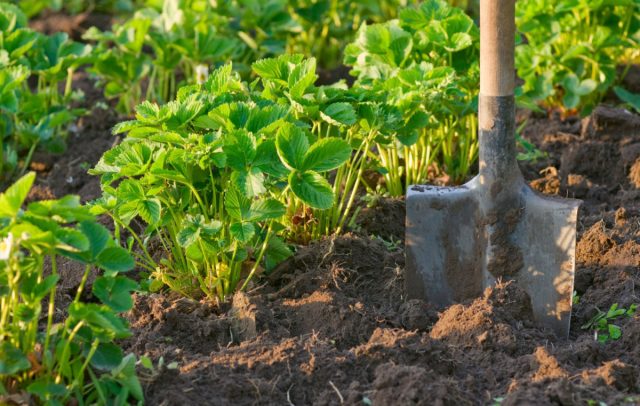 Клубнику культивируют на одном месте около 4 лет. Затем продуктивность кустов падает, поэтому ягодник перекапывают, а плантацию разбивают на новом месте.