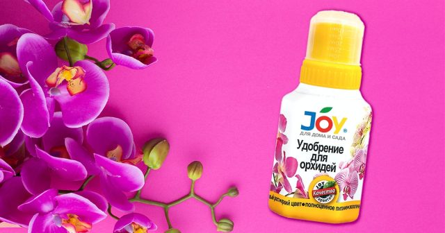 Комплексный уход за орхидеей зимой