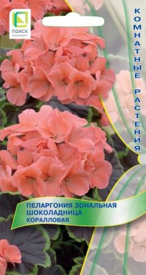 Пеларгония с шоколадной листвой