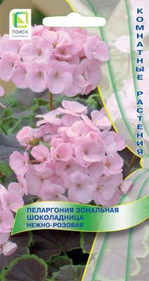 Пеларгония нежно-розовая