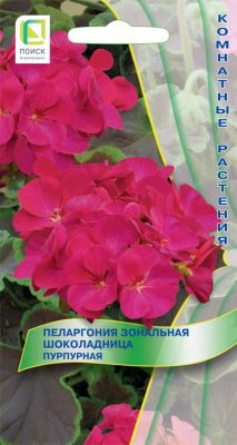 Пеларгония пурпурная
