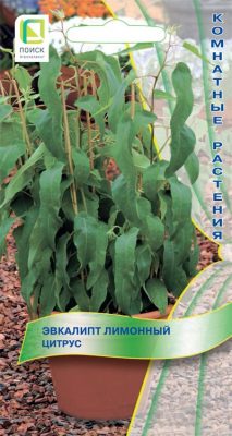 Эвкалипт лимонный