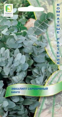 Эвкалипт серебряный