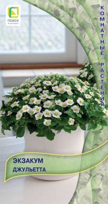 Цветки экзакума