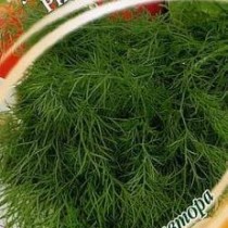 Укроп Ришелье среднеспелые сорта