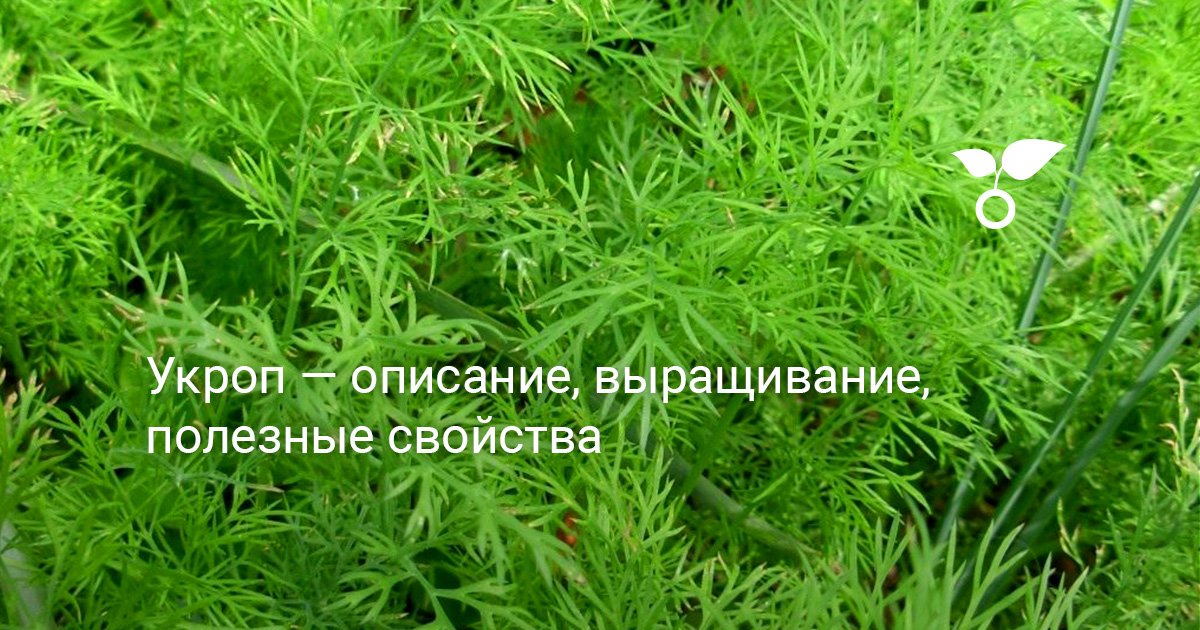 Укроп: выращивание, уход и полезные свойства