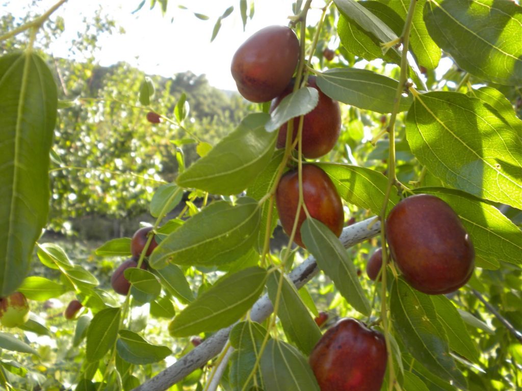 Плоды унаби на ветке