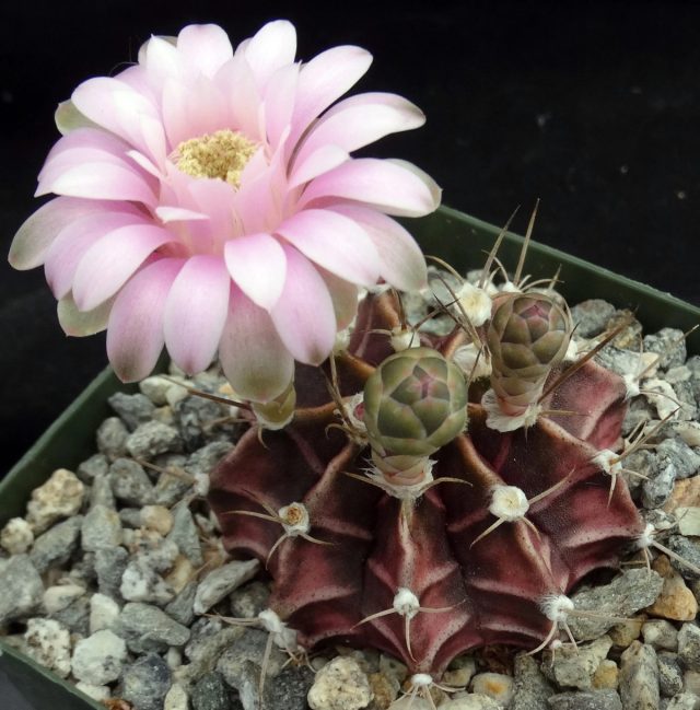 Ichki makonda Gymnocalycium friedrichii
