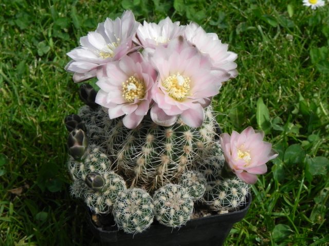 Gymnocalycium bruchii vegetatsiya davrida