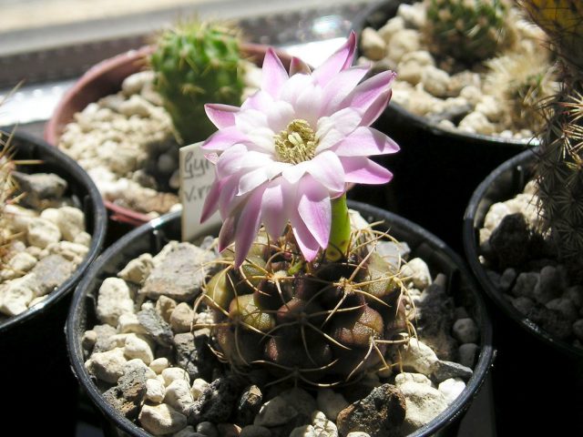 Gymnocalycium damsii aniq qovurg'alari bilan