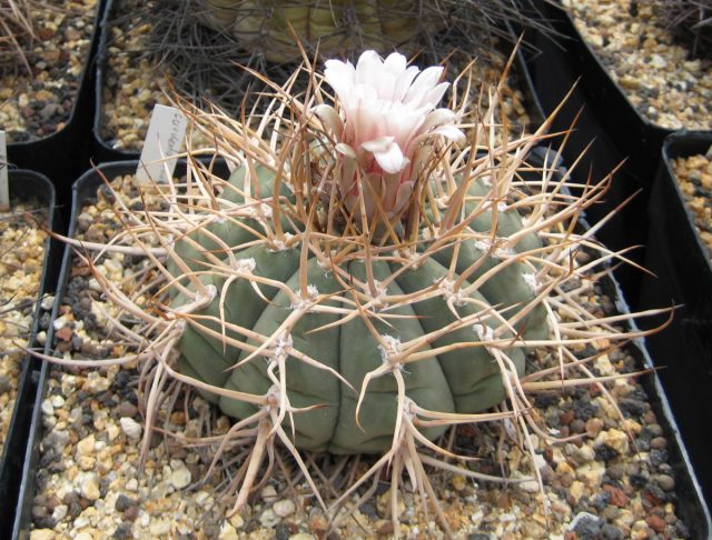 Kuchli tikanlar bilan Gymnocalycium cardenasii