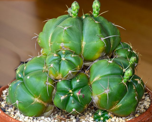 Gimnocalycium horstii faol o'sish bosqichida