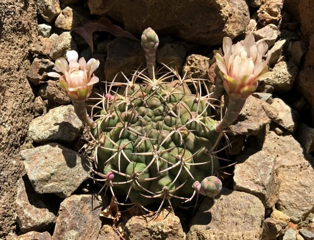 Gymnocalycium schickendantzi ning ko'rinishi