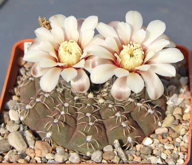 Gymnocalycium stellata qozonda