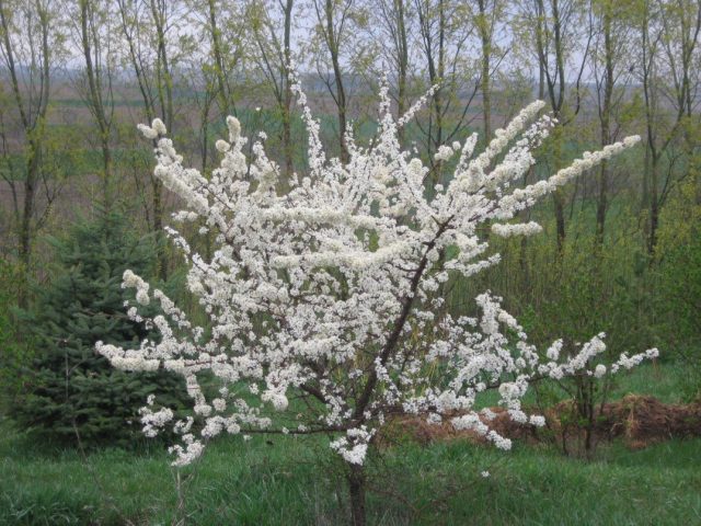 Плюсы и минусы уссурийской сливы © earth