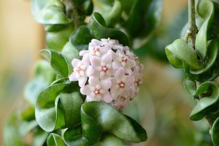 Hoya carnosa 'Compacta' Hoya carnosa Compacta