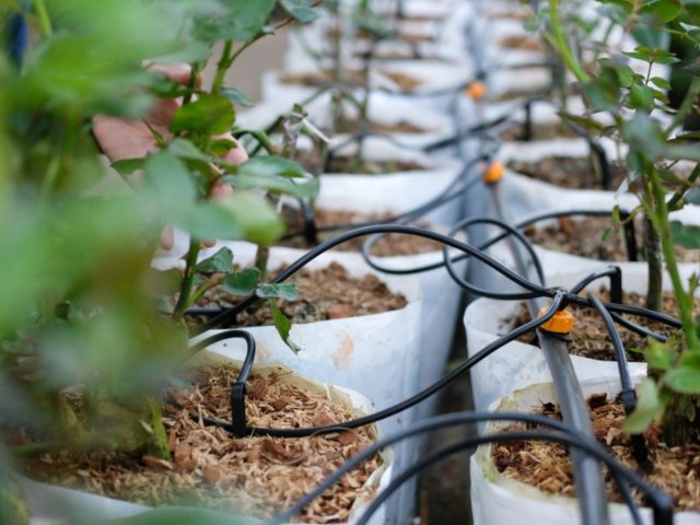 Оборудование теплицы системой капельного полива значительно облегчит уход за растениями. Система капельного полива в теплице