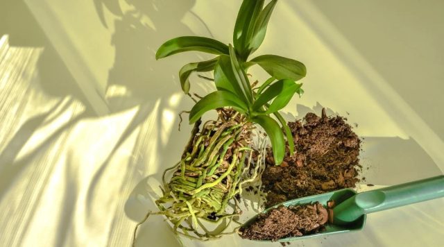 Корни фаленопсиса с веламеном для поглощения влаги из воздуха
