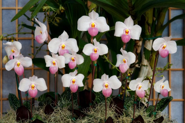 Пафиопедилум «Деперле» (Paphiopedilum delenatii x Paphiopedilum primulinum) Цветок пафиопедилум Деперле с нежными лепестками