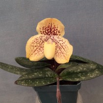 Пафиопедилум хорошенький (Paphiopedilum conco-bellatulum) Пафиопедилум хорошенький с крапчатым рисунком