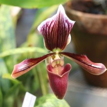 Пафиопедилум Гарриса (Paphiopedilum harrisianum) Пафиопедилум Гарриса в период цветения
